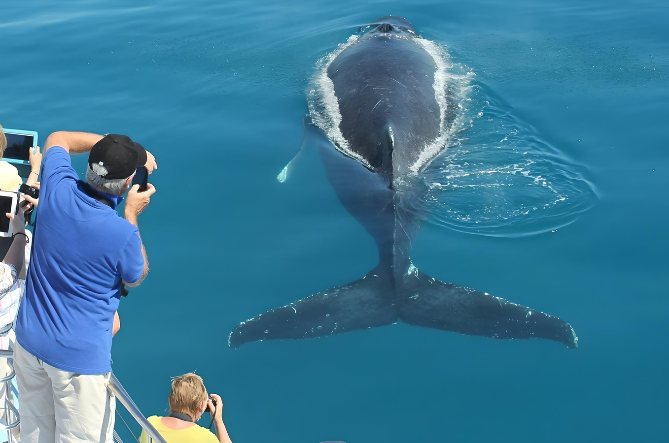Freedom Premium Full Day Whale Watching Experience in Hervey Bay xUZo7208-backdrop
