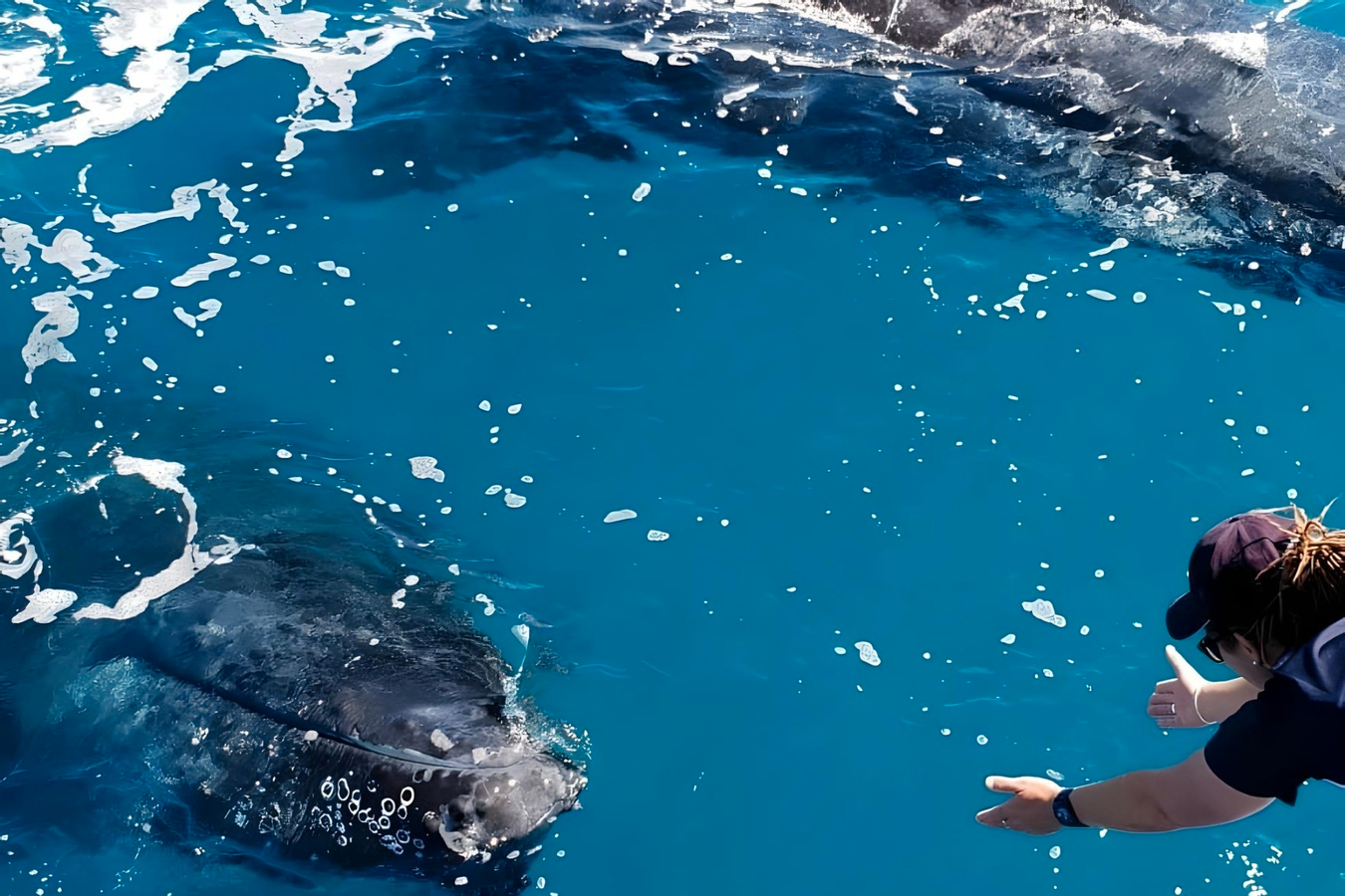 Freedom Premium Full Day Whale Watching Experience in Hervey Bay up9YtJyQ