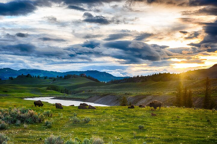 Yellowstone Lower Loop Luxury Full Day Tour ErkDDtSu