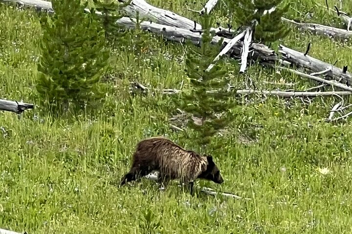 Luxury Grand Loop Tour of Yellowstone National Park wOazbpZB