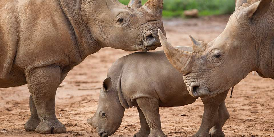Monarto Safari Park: Black & White Rhino Interactive JRCl3VJb-backdrop