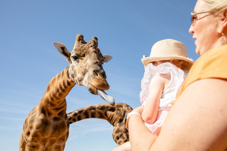 Giraffe Safari Experience and A Day at Monarto Safari Park zeJIraRS