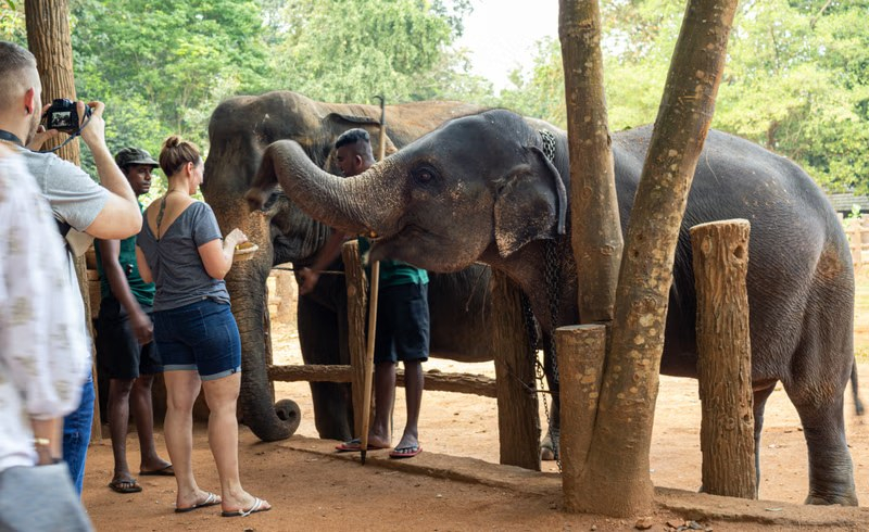 Sri Lanka 10 Days Tour with 4 Star Hotels and Private Transportation whby52Qt