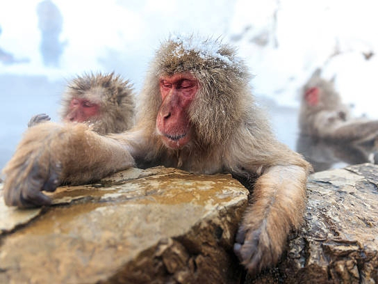 Jigokudani Monkey Park, Zenkoji, & Matsumoto Castle Private Day Tour OyMls1Yq