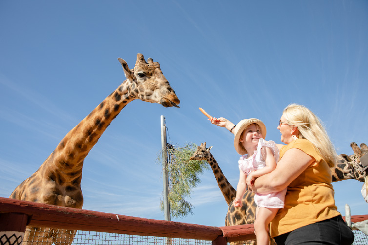 Giraffe Safari Experience and A Day at Monarto Safari Park Yv9XctYu