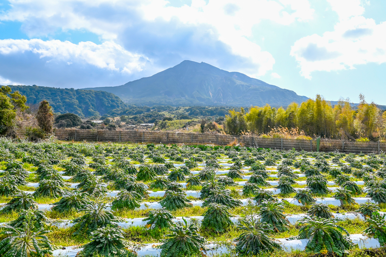 1-Day Kagoshima Private Tour with Farm Visit & Distillery Experience 2aQDryPn