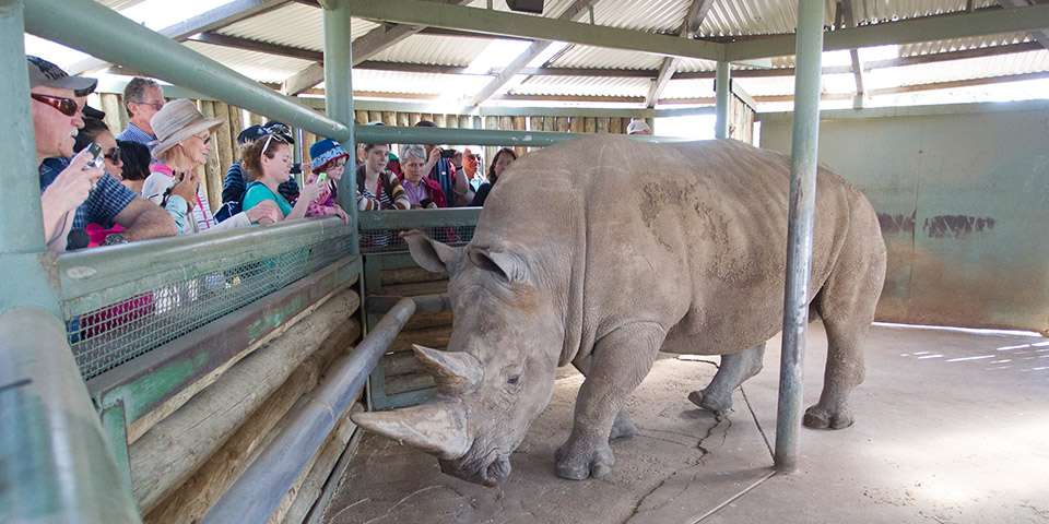 Monarto Safari Park: Black & White Rhino Interactive N00UQWrK-backdrop