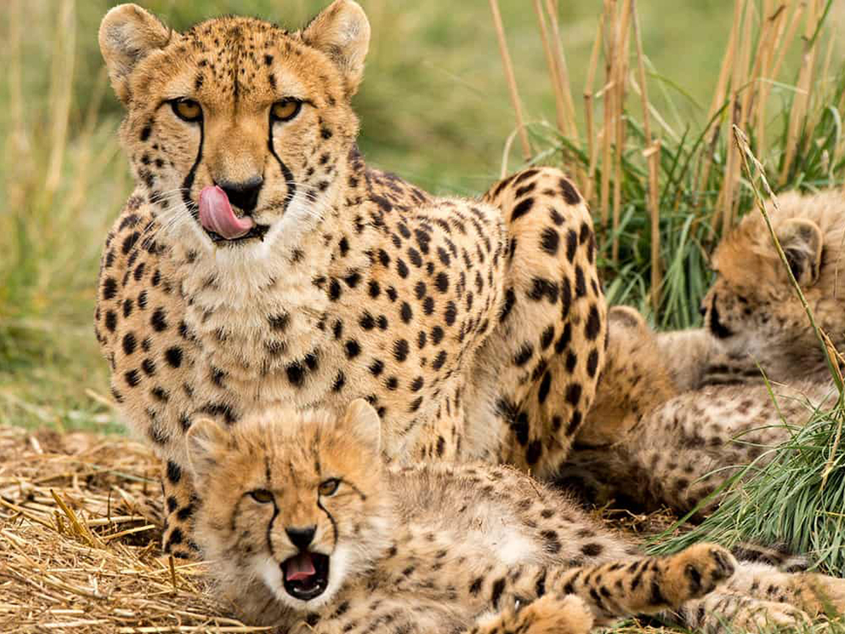 Cheetah Experience at Monarto Safari Park 4hW1XV2o-backdrop