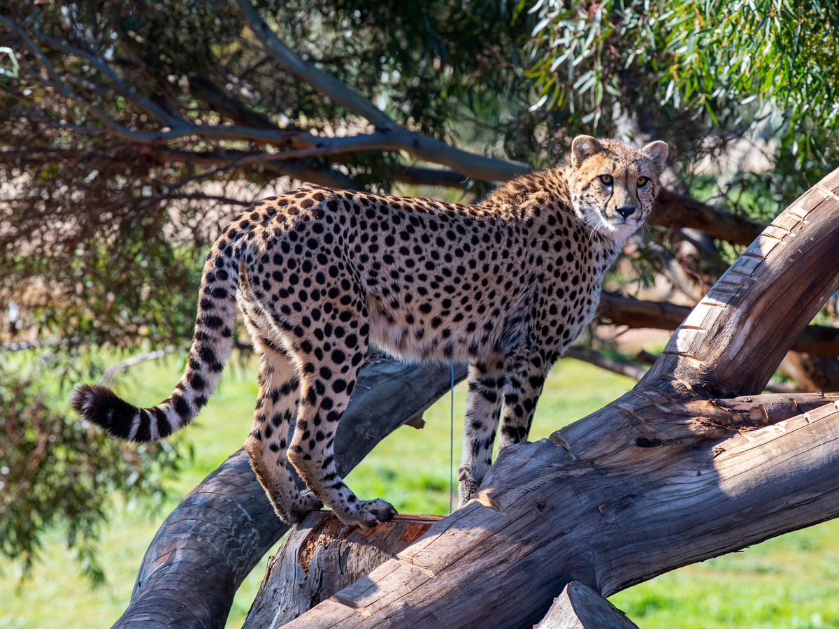Cheetah Experience at Monarto Safari Park VizeQwO5-backdrop