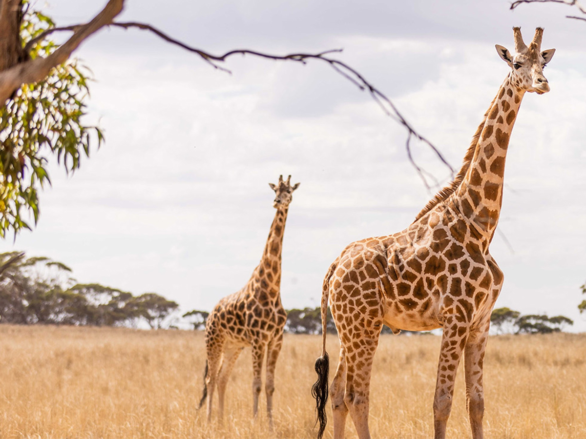 Monarto Safari Park Keeper for a Day W01cGR6U