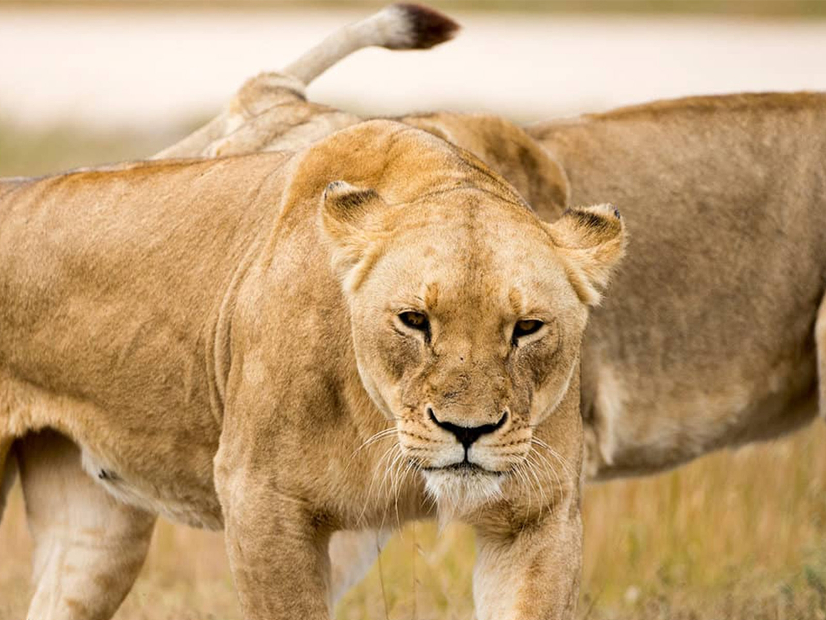 Monarto Safari Park Keeper for a Day QQkPjErJ-backdrop