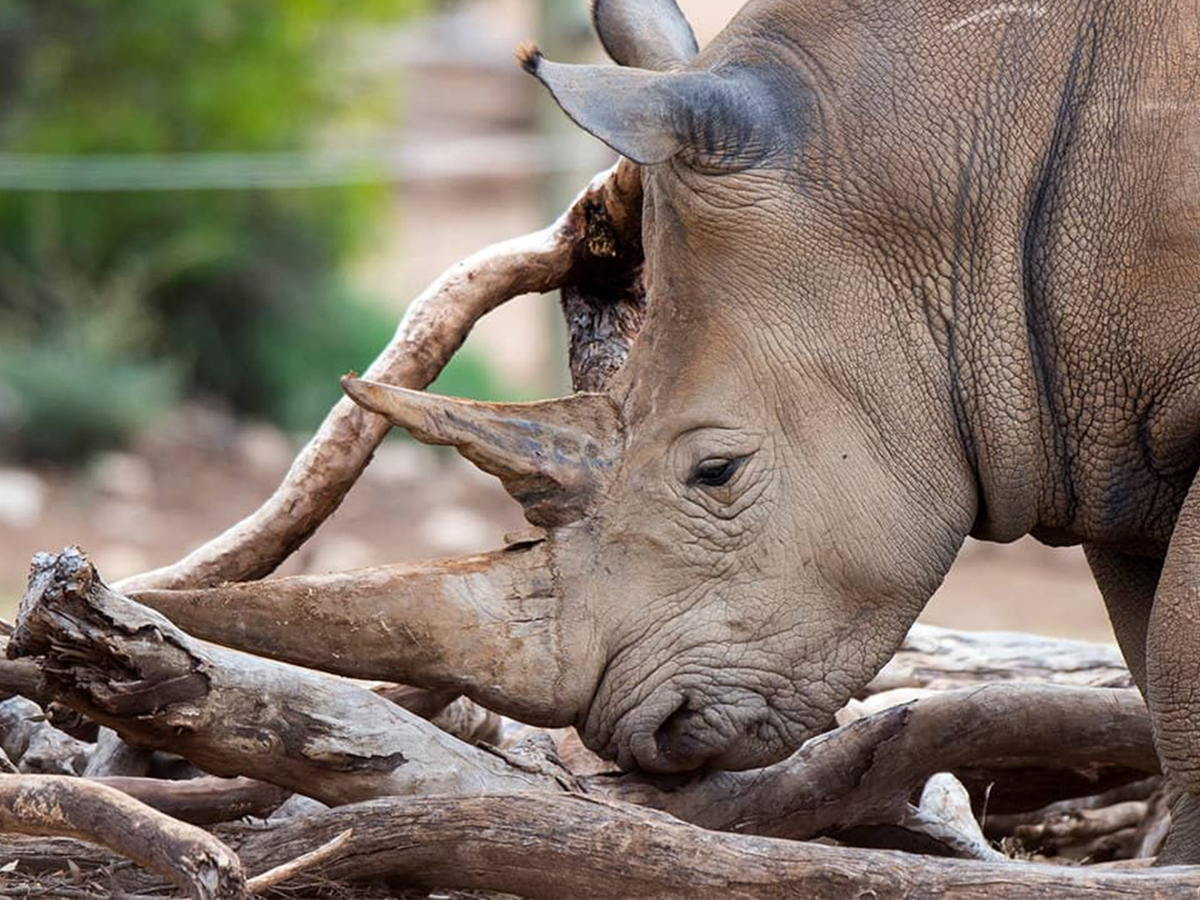 Monarto Safari Park Keeper for a Day AfliUY1g