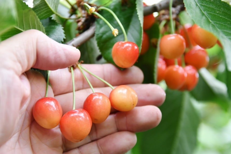 Gunma Flower Viewing/Onsen/Snow Play Tour with Fruit Picking mfKGrn8a