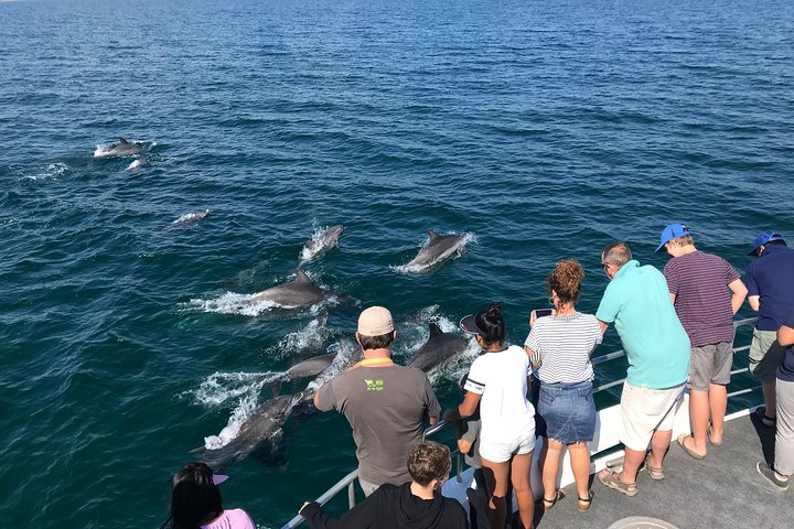 Jervis Bay Dolphin Watch Cruise Tour AZqQZAY6
