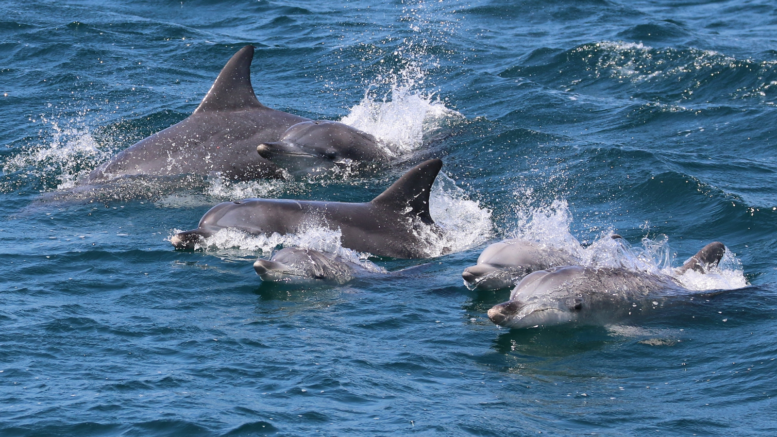 Jervis Bay Dolphin Watch Cruise Tour SgBdKrxE