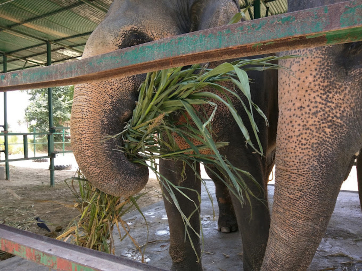 From Delhi : Elephant Conservation and Care Centre -Wildlife 7U1w4gUi