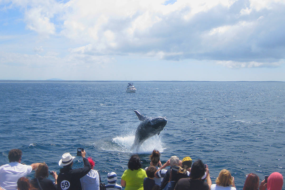 Jervis Bay Whale Watching Cruise R0pW7t9t
