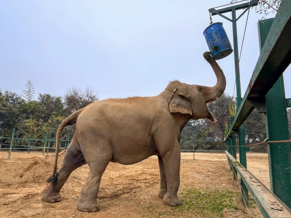 From Delhi : Elephant Conservation and Care Centre -Wildlife uSZzwyPS