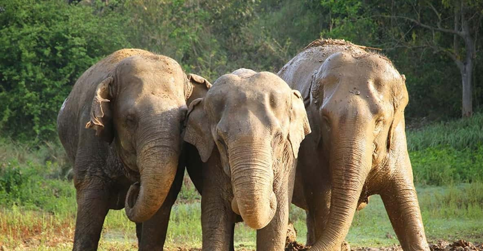 From Delhi : Elephant Conservation and Care Centre -Wildlife tYcKPd1U