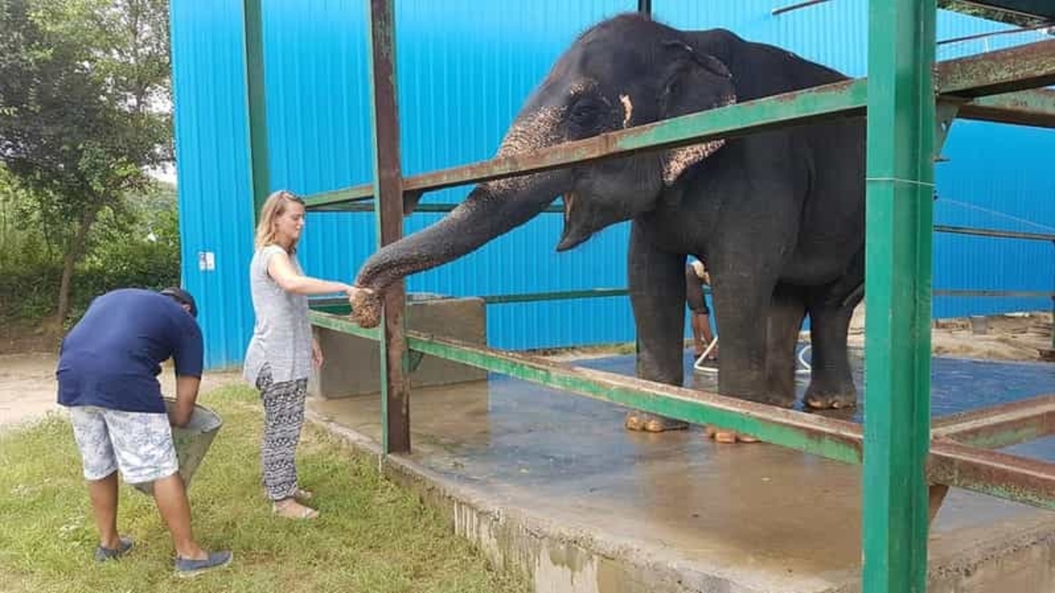 From Delhi : Elephant Conservation and Care Centre -Wildlife HlnBbdeF-backdrop
