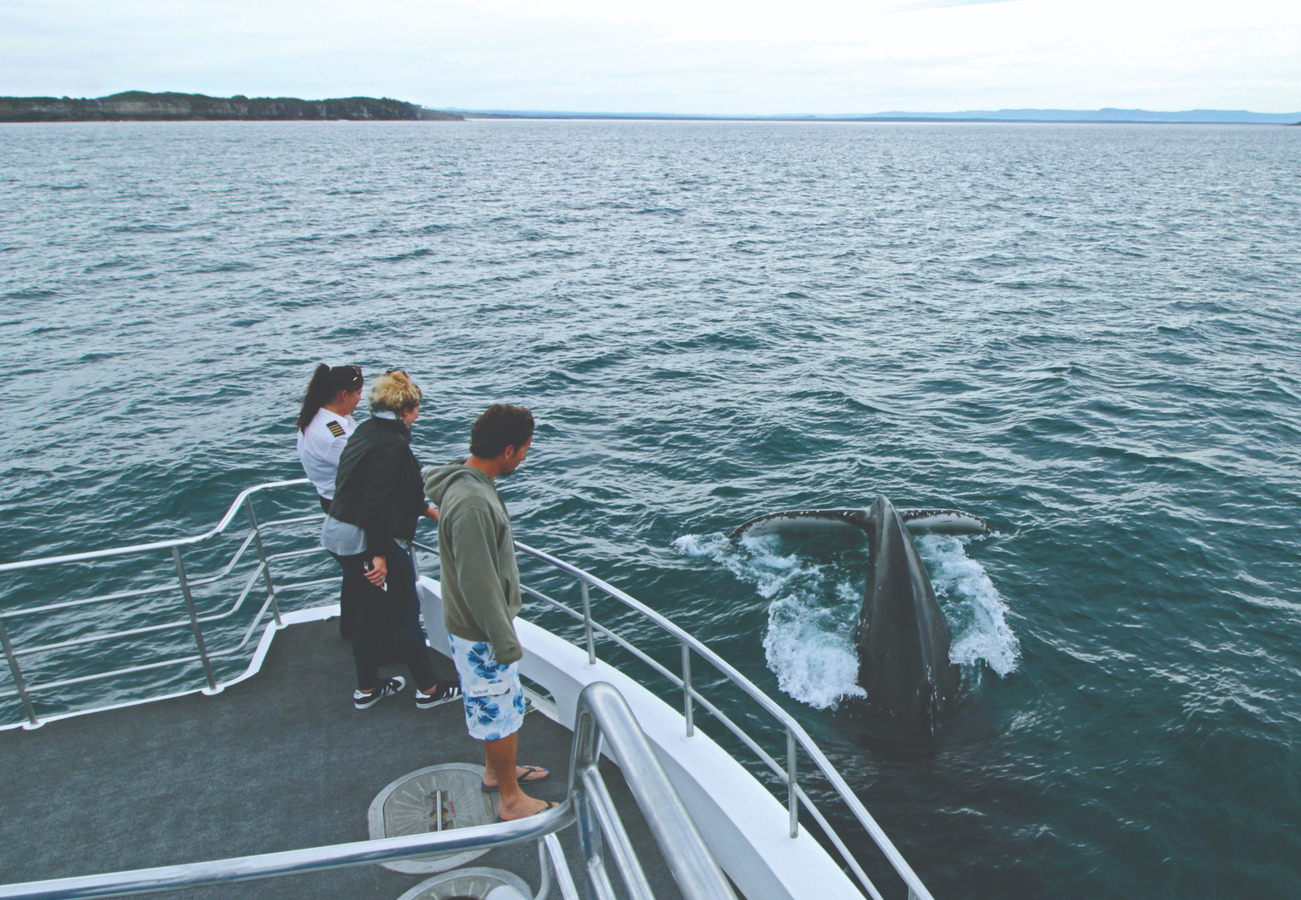 Jervis Bay Whale Watching Cruise sM5PK1Hv