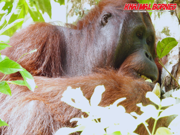 Sarawak Semenggoh Orang utan + Jong Crocodile Entry Ticket Ahm88Bg1