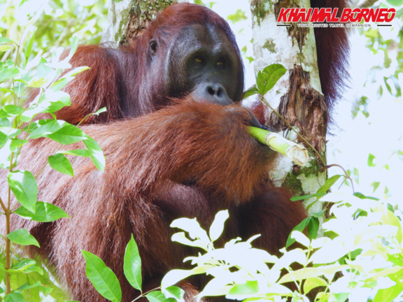 Sarawak Semenggoh Orang utan + Jong Crocodile Entry Ticket 3pK1WaHE-backdrop