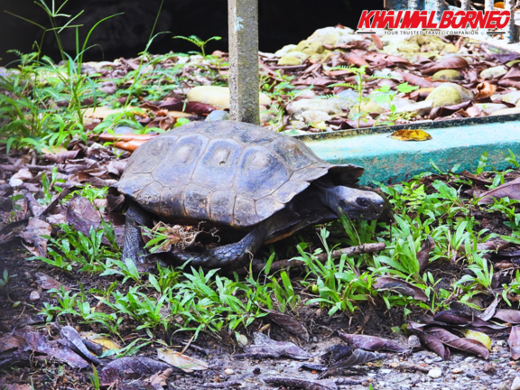 Sarawak Semenggoh Orang utan + Jong Crocodile Entry Ticket yL9TkFCZ