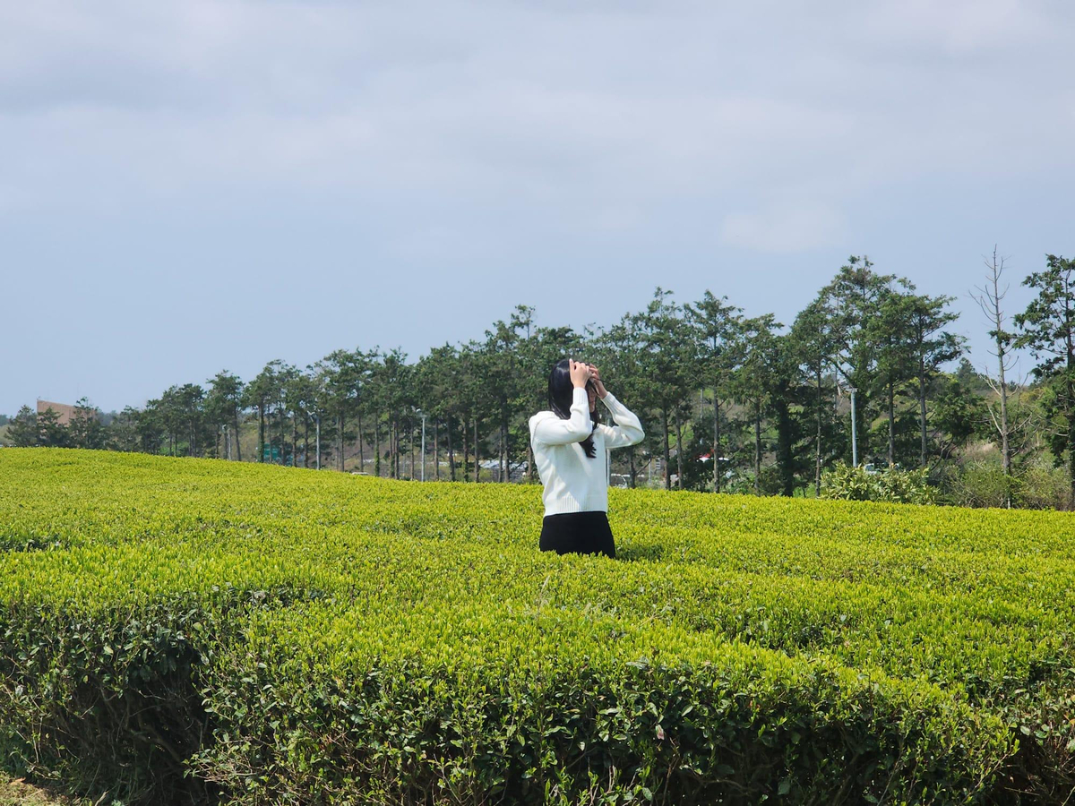 Jeju island Charms Join in Day Tour with 3 Route (E,S,WS), Hallasan DcuKfW3Q