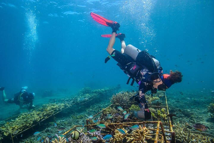 Get Ticket Coral Restoration Snorkeling Tour In Amed Bali With NGO get-ticket-coral-restoration-snorkeling-tour-in-amed-bali-with-ngo