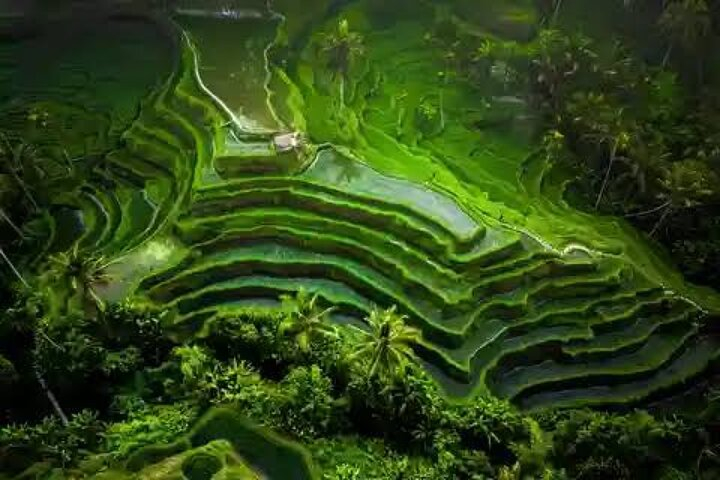 Secret Rice Bali Get Ticket Hidden Bali Waterfalls And Scenic Rice Terrace With Lunch ...
