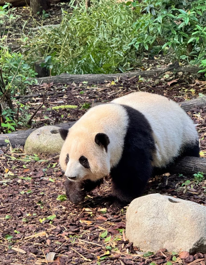 Get Ticket Chengdu Day Trip: Panda Base & Sanxingdui Museum