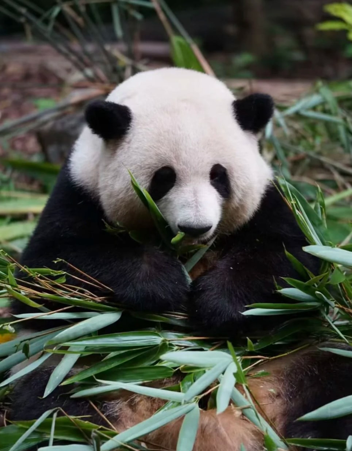 Get Ticket Chengdu Day Trip: Panda Base & Sanxingdui Museum