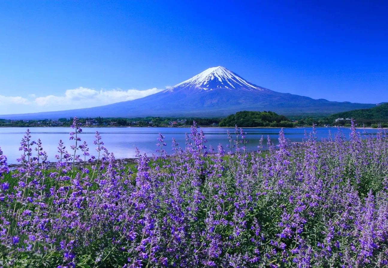 Get Ticket Mount Fuji One-Day Tour: Kawaguchiko Tenjozan Park with