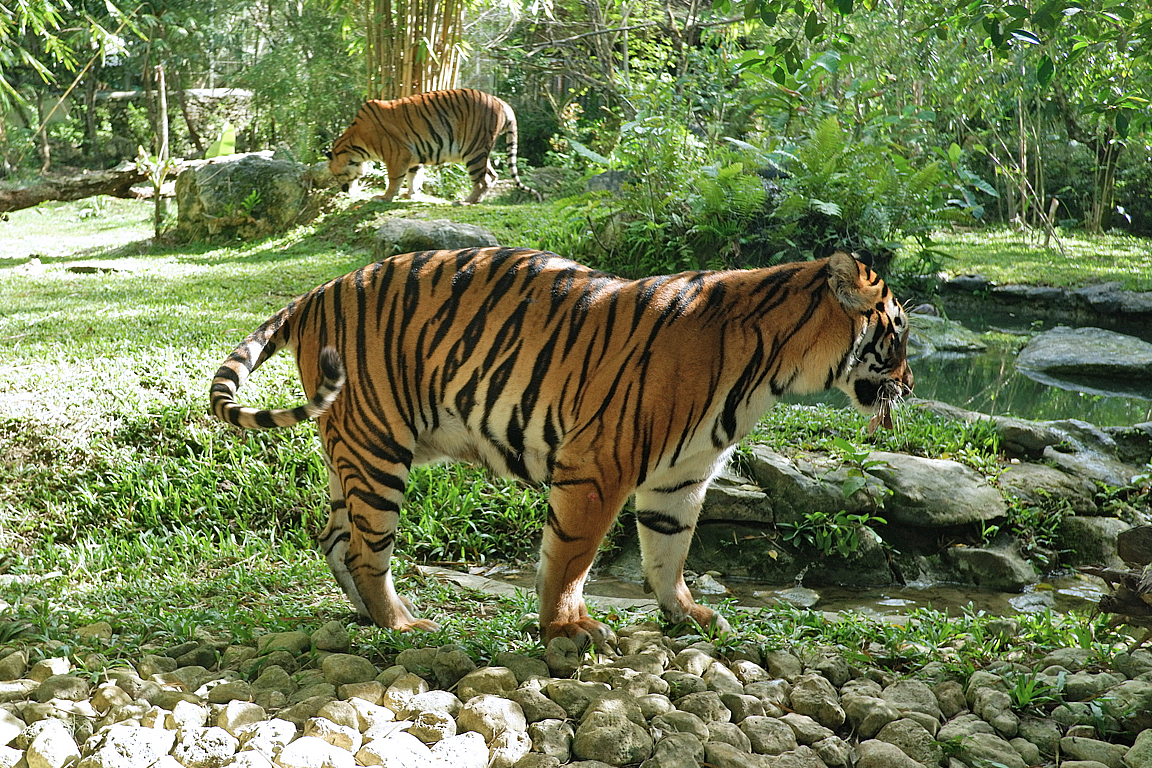 Cebu Safari and Adventure Park Ticket in Cebu nCf2f32y-backdrop