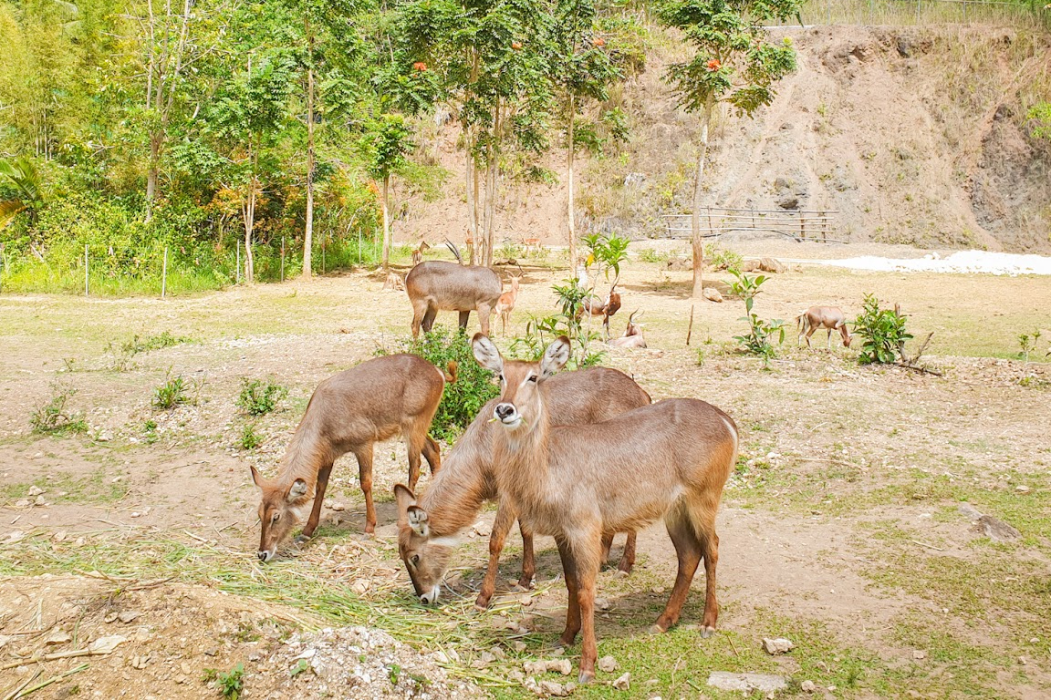 Cebu Safari and Adventure Park Ticket in Cebu 7KjnKDJW