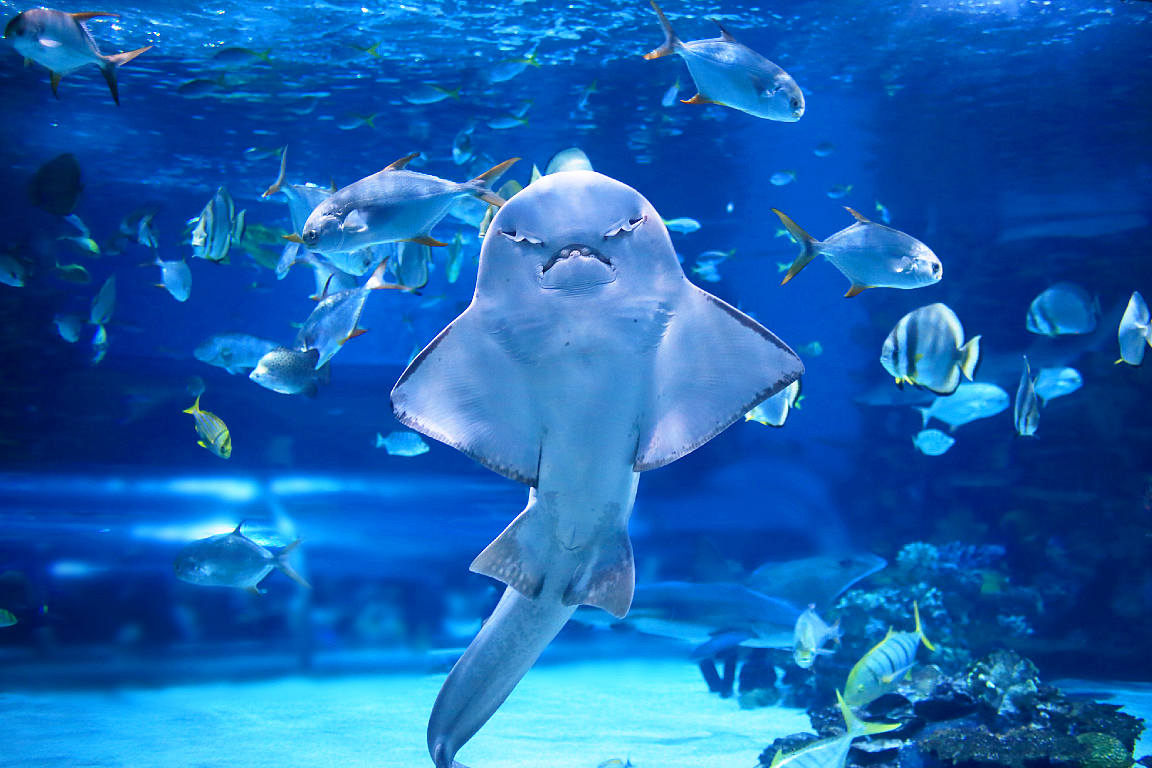 Coex Aquarium.jpg-backdrop