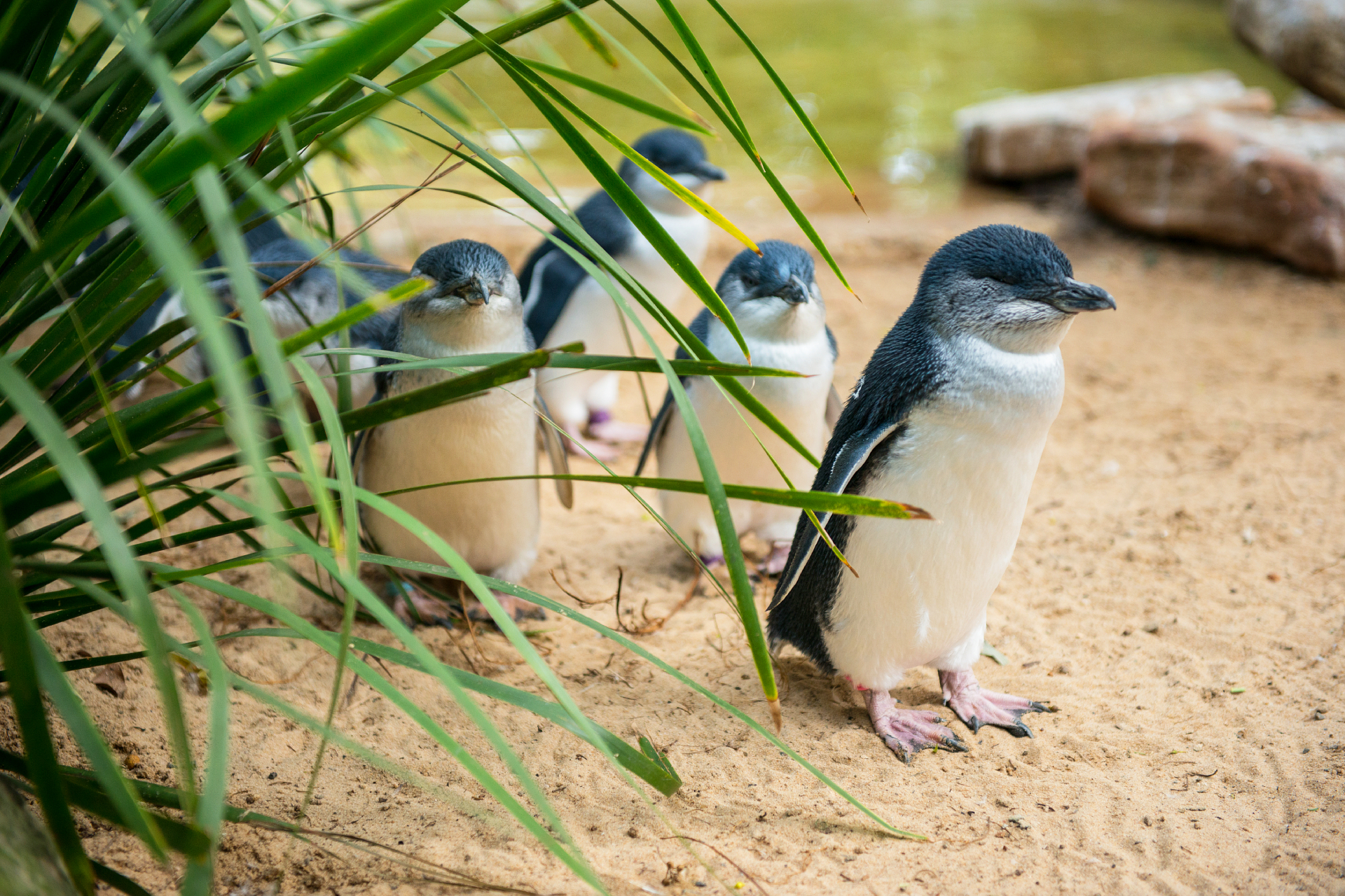 Phillip Island Tour with Penguin Parade.jpg-backdrop