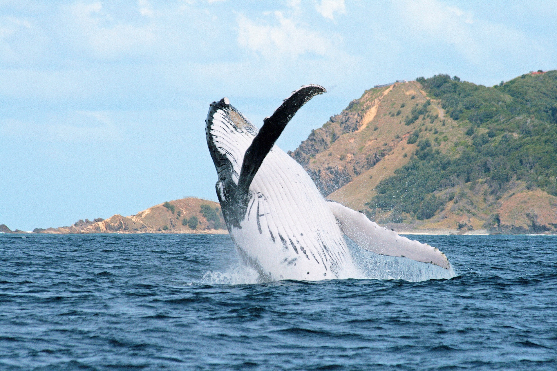 Sydney Harbour Whale Watching Cruise aboard Captain Cook Cruises k2bVKcBM