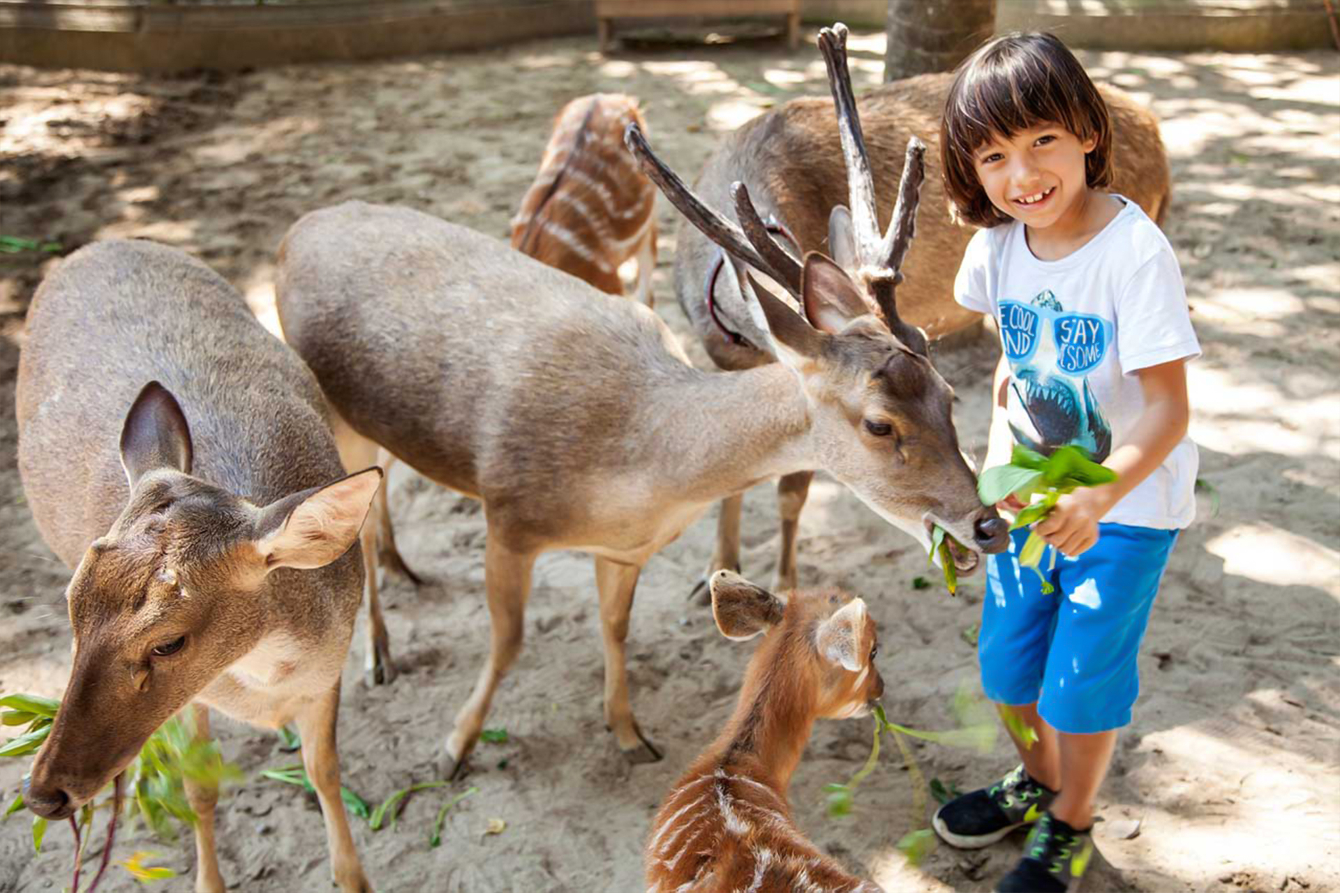 Bali Zoo 7CGZVAWQ