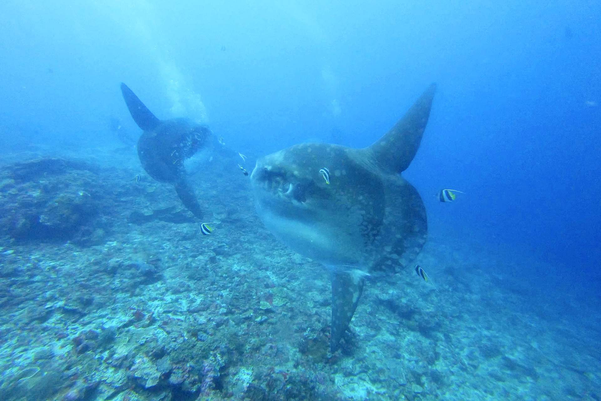 Freedive Nusa Penida