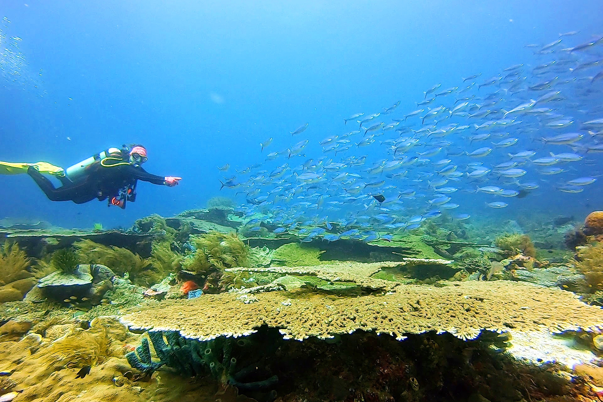 Get Ticket [FUN DIVE] Diving in Menjangan Island Area Promo Prices ...
