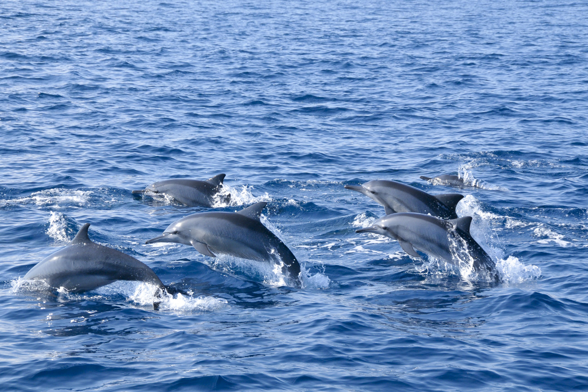 Whale and Dolphin Watching Experience in Trincomalee vxEoa0DM-backdrop