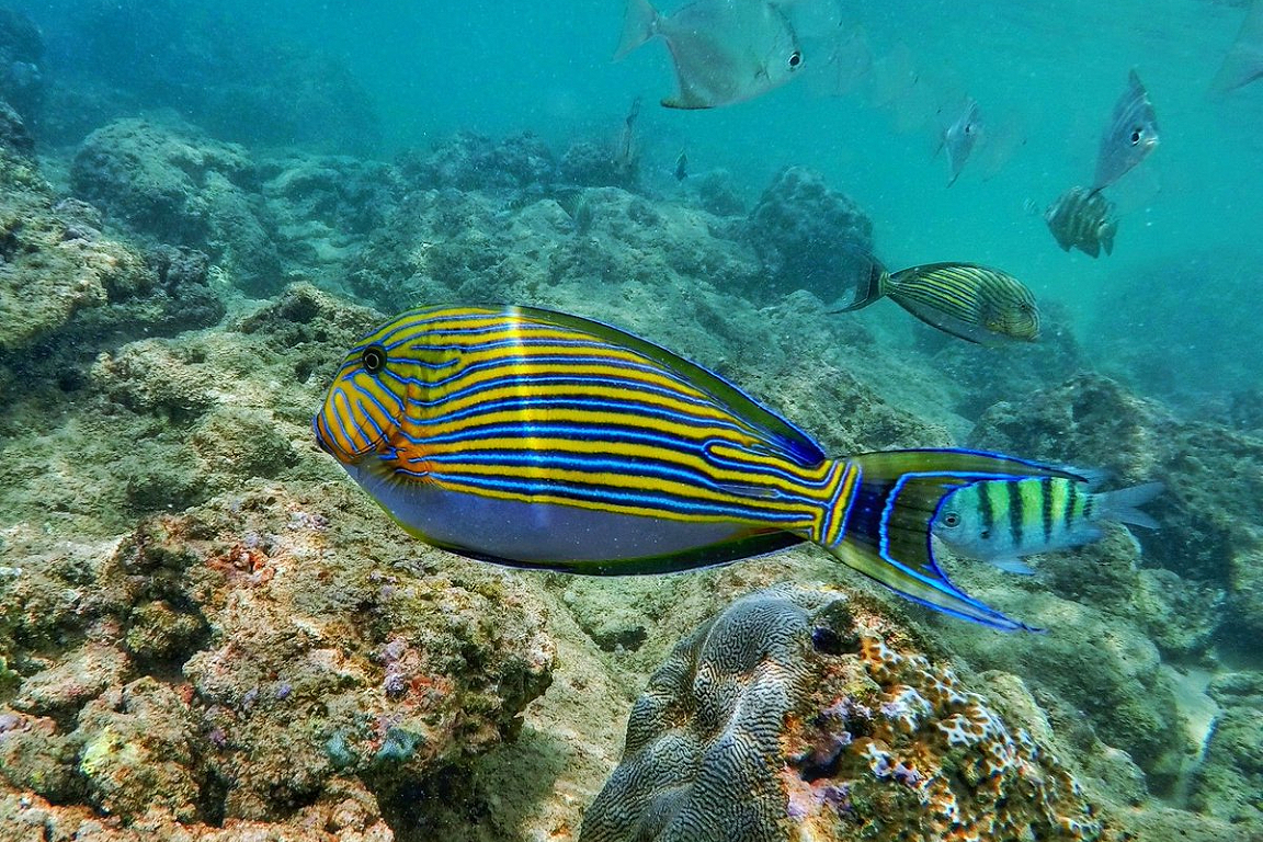 Coral Island Snorkelling Experience in Trincomalee pSOTCneH