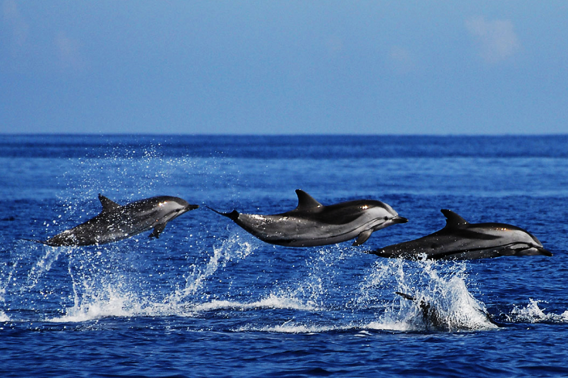 Whale and Dolphin Watching Experience in Trincomalee KJnOEqig