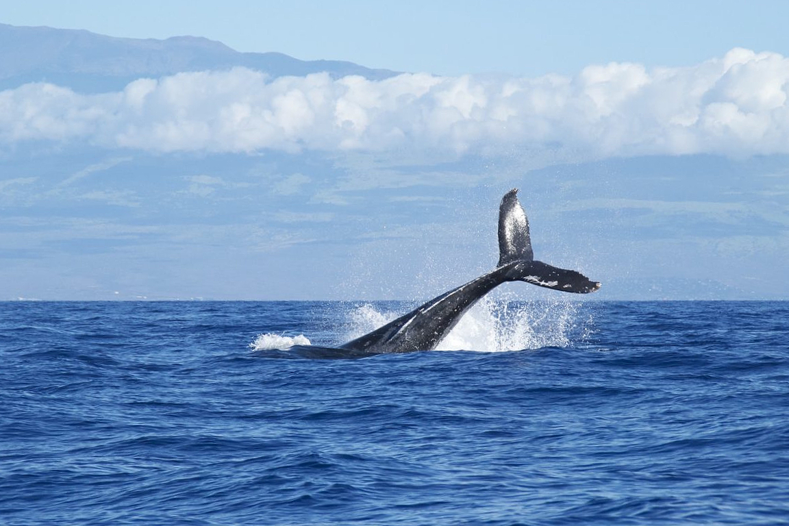 Whale and Dolphin Watching Experience in Trincomalee 9ybNcWpY