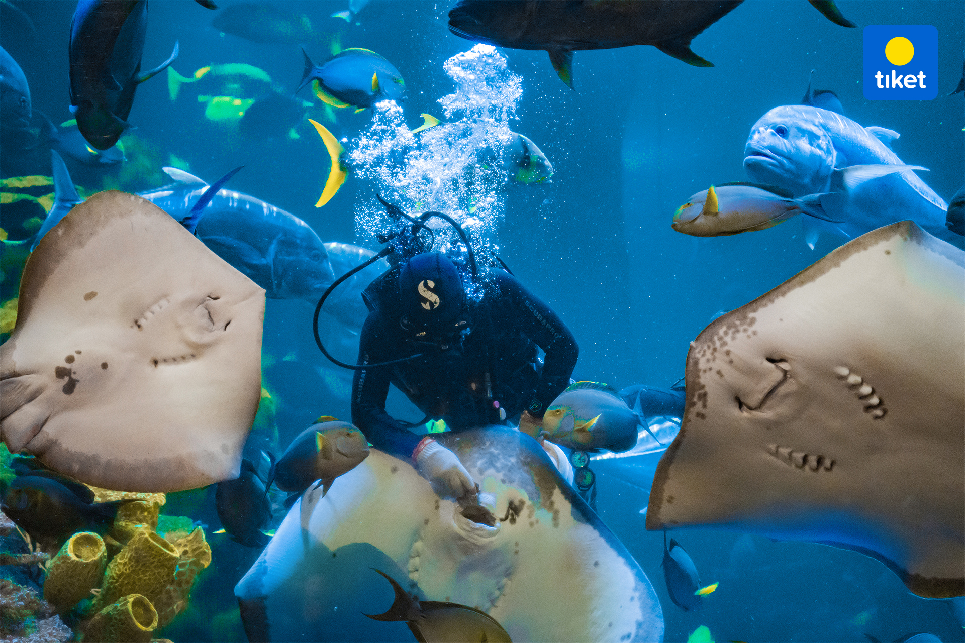 tiket tiket Sea World Ancol 3.jpg