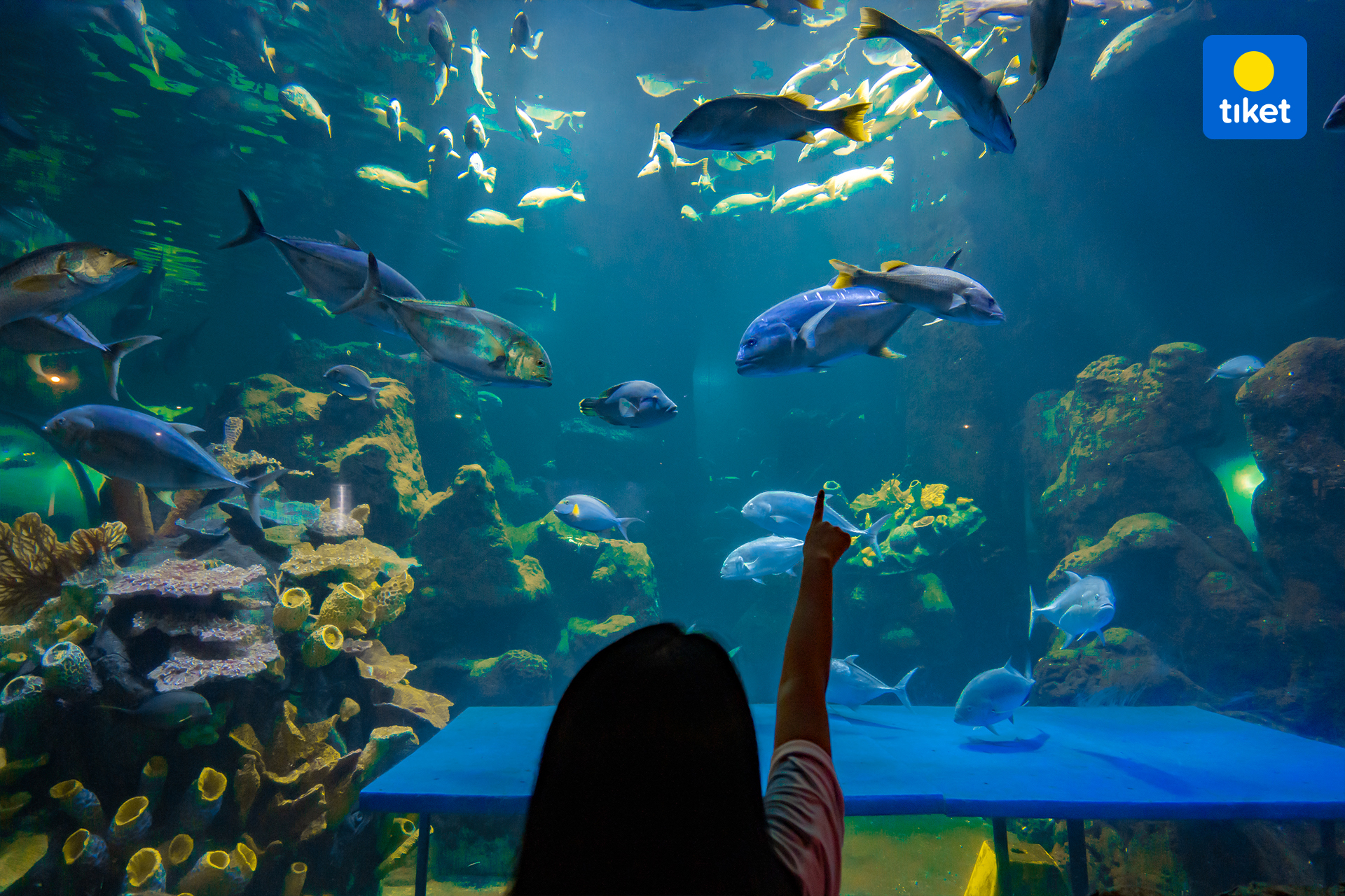 tiket tiket Sea World Ancol 1.jpg