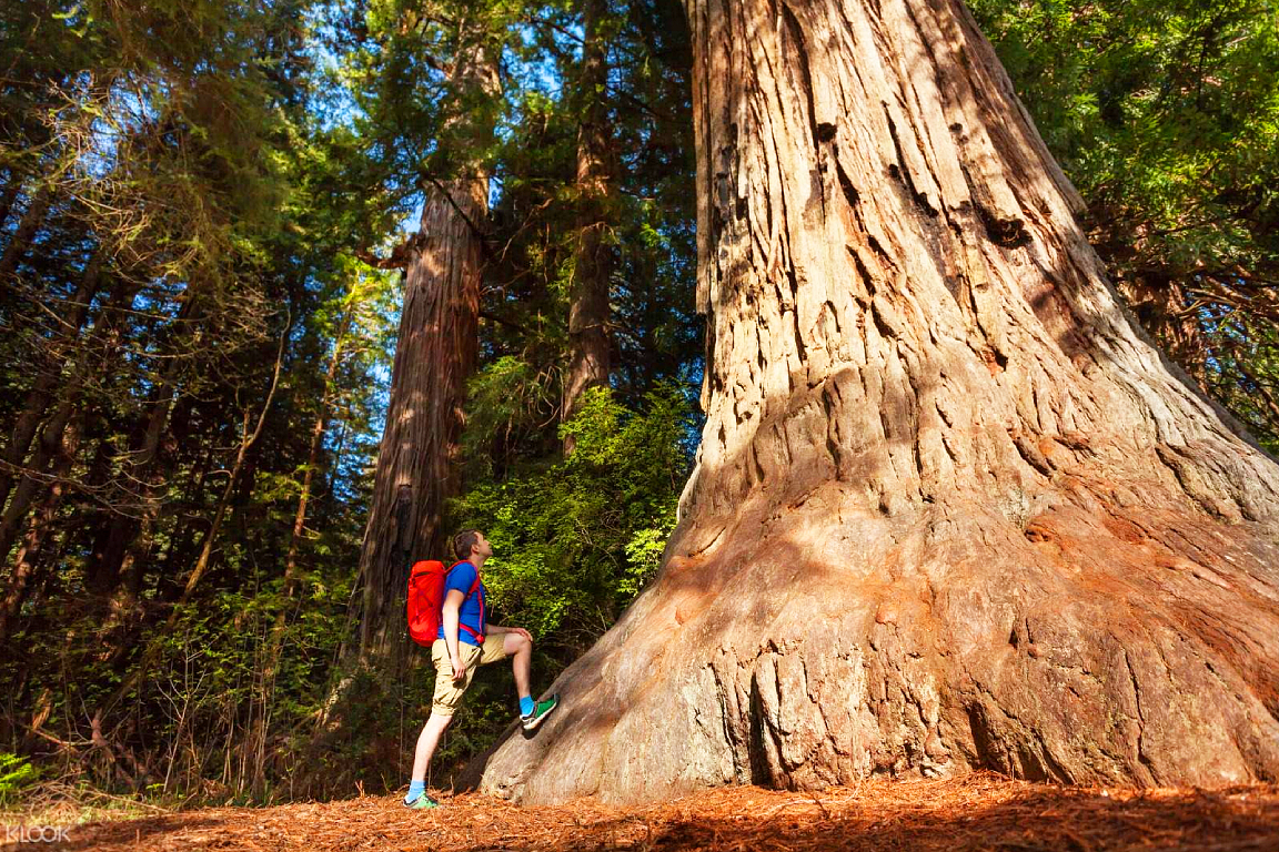 Yosemite & Giant Sequoias 1-Day Tour from San Francisco 7LUeG1Ql-backdrop