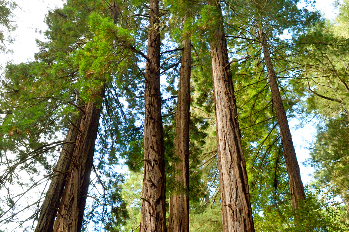 Yosemite & Giant Sequoias 1-Day Tour from San Francisco DjPS5va5